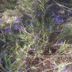 Stypandra glauca (Nodding Blue Lily) at Bruce, ACT - 25 Sep 2021 by jgiacon