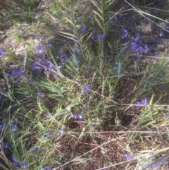 Stypandra glauca (Nodding Blue Lily) at Bruce, ACT - 25 Sep 2021 by JohnGiacon