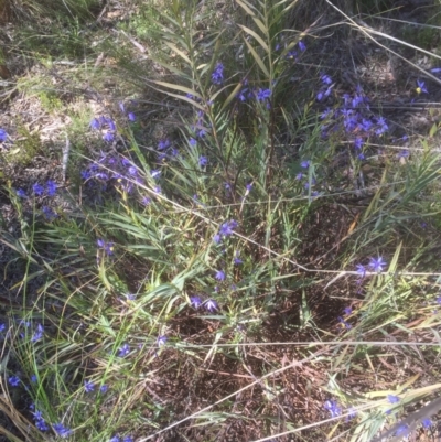 Stypandra glauca (Nodding Blue Lily) at Bruce, ACT - 25 Sep 2021 by jgiacon