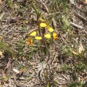 Diuris nigromontana at Bruce, ACT - suppressed