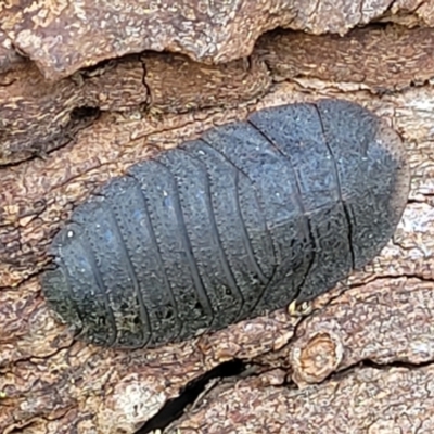 Laxta granicollis (Common bark or trilobite cockroach) at Holt, ACT - 27 Sep 2021 by tpreston