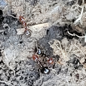 Papyrius sp. (genus) at Holt, ACT - 27 Sep 2021