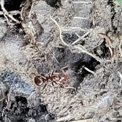 Papyrius sp. (genus) at Holt, ACT - 27 Sep 2021