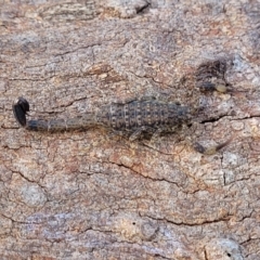 Lychas marmoreus (Little Marbled Scorpion) at Holt, ACT - 27 Sep 2021 by tpreston