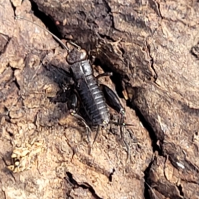 Grylloidea (superfamily) (Unidentified cricket) at Holt, ACT - 27 Sep 2021 by trevorpreston