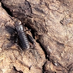 Grylloidea (superfamily) at Holt, ACT - 27 Sep 2021