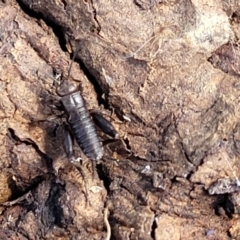 Grylloidea (superfamily) at Holt, ACT - 27 Sep 2021