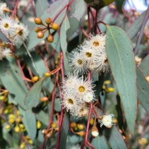 Eucalyptus melliodora at Kama - 27 Sep 2021