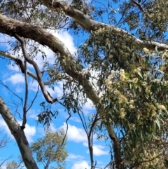 Eucalyptus melliodora at Kama - 27 Sep 2021