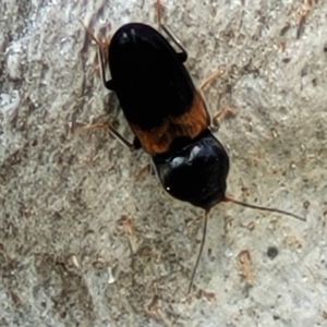 Austrocardiophorus sp. (genus) at Holt, ACT - 27 Sep 2021