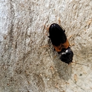 Austrocardiophorus sp. (genus) at Holt, ACT - 27 Sep 2021