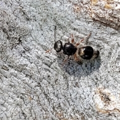 Mutillidae (family) (Unidentified Mutillid wasp or velvet ant) at Molonglo River Reserve - 27 Sep 2021 by trevorpreston