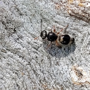 Mutillidae (family) at Kama - 27 Sep 2021 10:39 AM