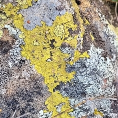 Acarospora citrina at Molonglo River Reserve - 27 Sep 2021 by trevorpreston