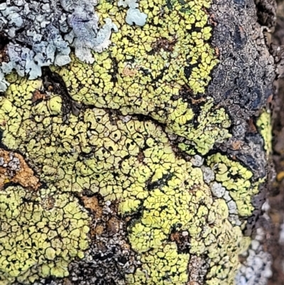 Rhizocarpon geographicum (Yellow Map Lichen) at Molonglo River Reserve - 27 Sep 2021 by tpreston