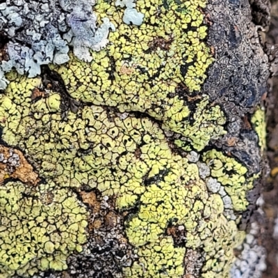 Rhizocarpon geographicum (Yellow Map Lichen) at Holt, ACT - 27 Sep 2021 by trevorpreston