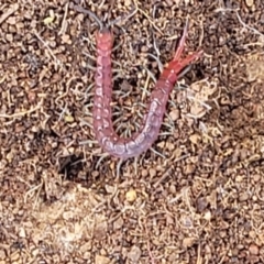 Scolopendromorpha (order) (A centipede) at Kama - 27 Sep 2021 by tpreston