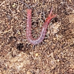 Scolopendromorpha (order) (A centipede) at Holt, ACT - 27 Sep 2021 by trevorpreston