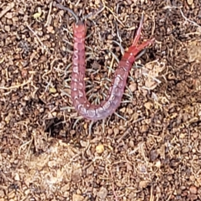 Scolopendromorpha (order) (A centipede) at Holt, ACT - 27 Sep 2021 by trevorpreston