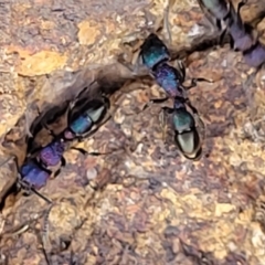 Rhytidoponera metallica (Greenhead ant) at Molonglo River Reserve - 27 Sep 2021 by tpreston