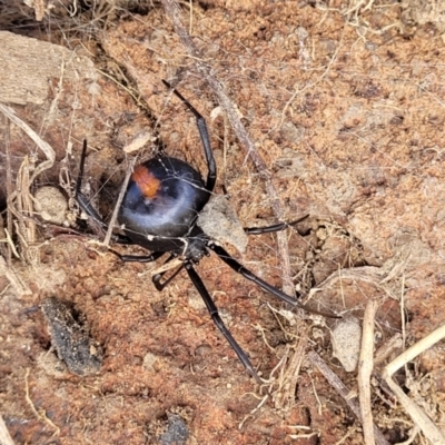 Latrodectus hasselti (Redback Spider) at Kama - 27 Sep 2021 by tpreston