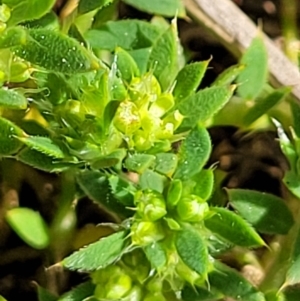 Paronychia brasiliana at Holt, ACT - 27 Sep 2021