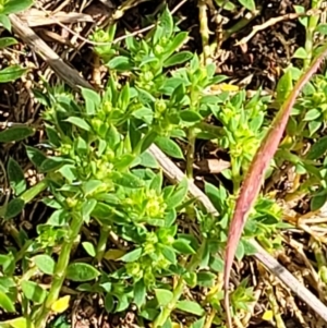 Paronychia brasiliana at Holt, ACT - 27 Sep 2021