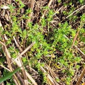 Paronychia brasiliana at Holt, ACT - 27 Sep 2021