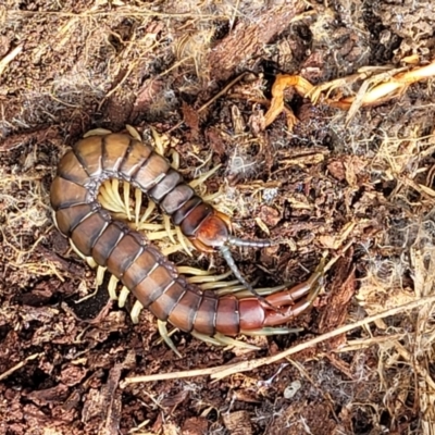 Cormocephalus aurantiipes (Orange-legged Centipede) at Kama - 27 Sep 2021 by tpreston