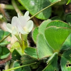 Trifolium subterraneum (Subterranean Clover) at Holt, ACT - 27 Sep 2021 by tpreston