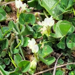 Trifolium subterraneum at Holt, ACT - 27 Sep 2021 11:02 AM