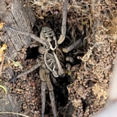 Tasmanicosa sp. (genus) (Unidentified Tasmanicosa wolf spider) at Kama - 27 Sep 2021 by tpreston