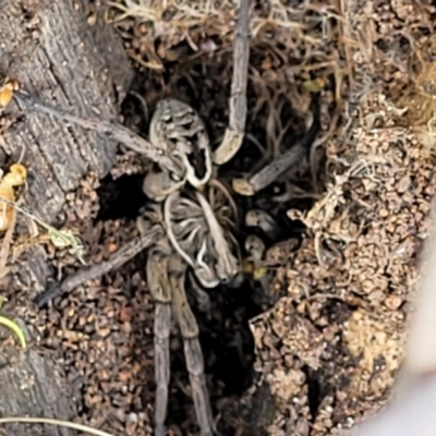 Tasmanicosa sp. (genus) (Tasmanicosa wolf spider) at Molonglo Valley, ACT - 27 Sep 2021 by trevorpreston