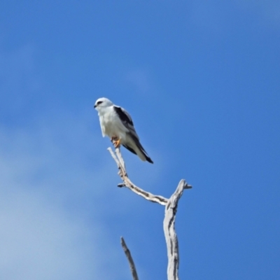 Elanus axillaris (Black-shouldered Kite) at Holt, ACT - 27 Sep 2021 by wombey