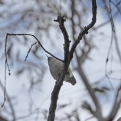 Daphoenositta chrysoptera (Varied Sittella) at Molonglo River Reserve - 27 Sep 2021 by wombey