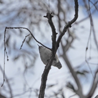 Daphoenositta chrysoptera (Varied Sittella) at Holt, ACT - 27 Sep 2021 by wombey