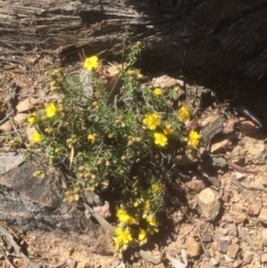 Hibbertia calycina (Lesser Guinea-flower) at Flea Bog Flat to Emu Creek Corridor - 26 Sep 2021 by JohnGiacon