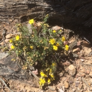 Hibbertia calycina at Bruce, ACT - 26 Sep 2021