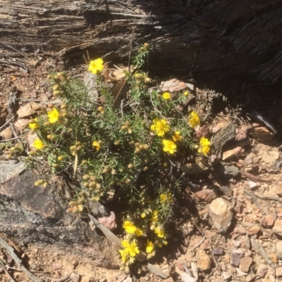 Hibbertia calycina (Lesser Guinea-flower) at Flea Bog Flat to Emu Creek Corridor - 26 Sep 2021 by JohnGiacon