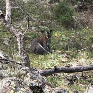 Notamacropus rufogriseus at Theodore, ACT - 27 Sep 2021