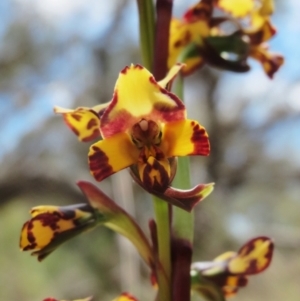 Diuris pardina at Hawker, ACT - suppressed