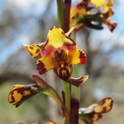 Diuris pardina (Leopard Doubletail) at Hawker, ACT - 27 Sep 2021 by sangio7