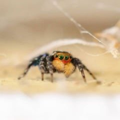 Euophryinae sp.(Undescribed) (subfamily) (A jumping spider) at Wanniassa, ACT - 27 Sep 2021 by sciencegal