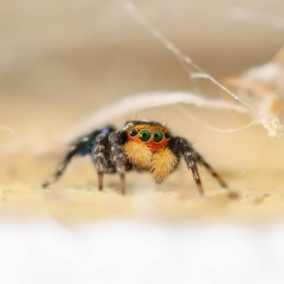 Euophryinae sp.(Undescribed) (subfamily) (A jumping spider) at Wanniassa, ACT - 27 Sep 2021 by sciencegal