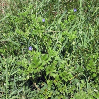 Erodium crinitum (Native Crowfoot) at The Pinnacle - 27 Sep 2021 by sangio7