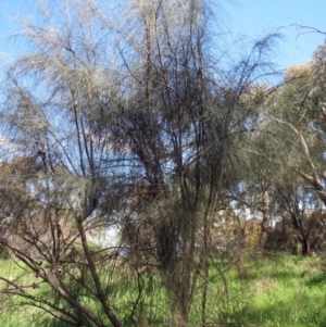 Allocasuarina verticillata at Holt, ACT - 27 Sep 2021