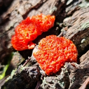 Tubifera ferruginosa at Acton, ACT - 27 Sep 2021