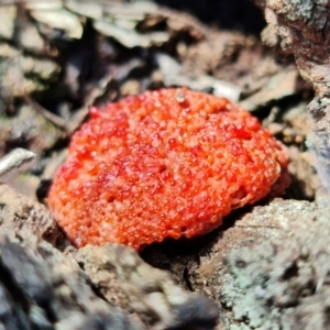 Tubifera ferruginosa at Acton, ACT - 27 Sep 2021