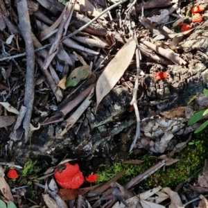 Tubifera ferruginosa at Acton, ACT - 27 Sep 2021