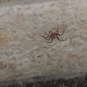 Theridiidae (family) at Greenleigh, NSW - 27 Sep 2021 12:52 PM